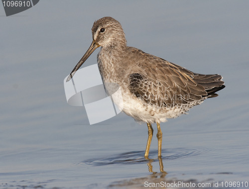 Image of Short-billed Dowitcher