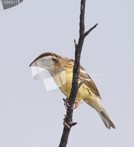 Image of Yellow-breasted Bunting