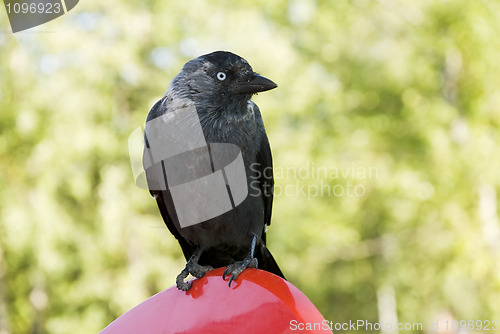 Image of black bird