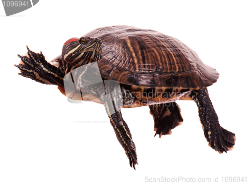 Image of Turtle