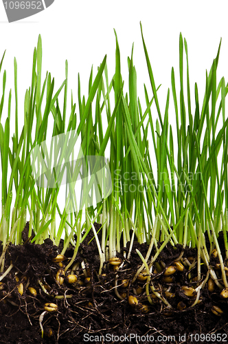 Image of Wheat grass