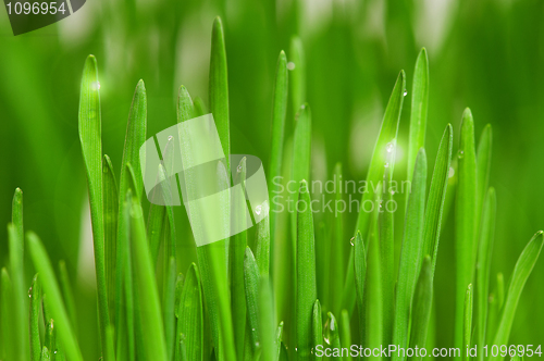 Image of Wheat grass