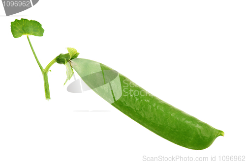 Image of Pea pod