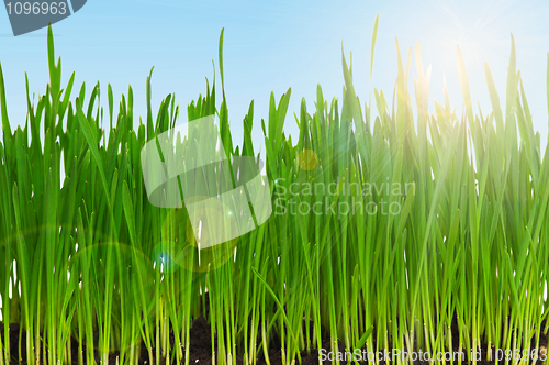 Image of Wheat grass