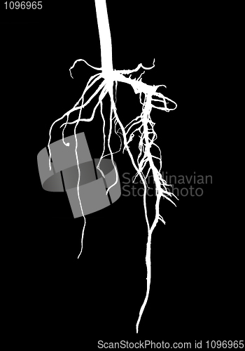Image of White roots