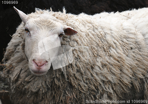 Image of sheep