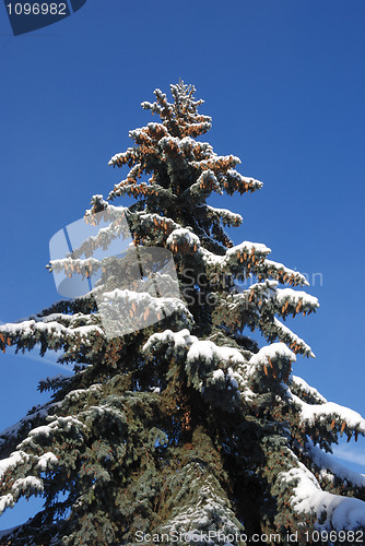 Image of fir-tree