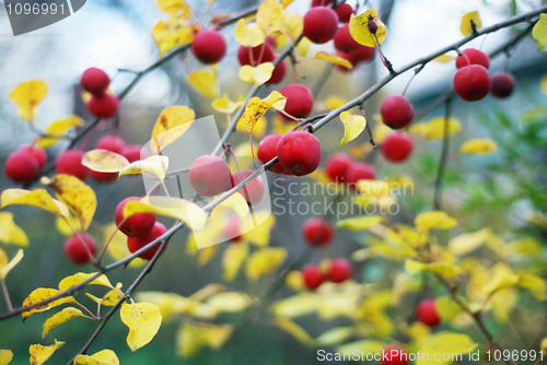 Image of apple-tree