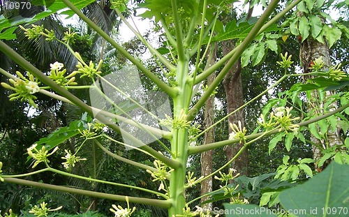 Image of papaya flowers