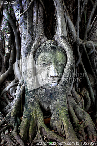 Image of buddha head in tree