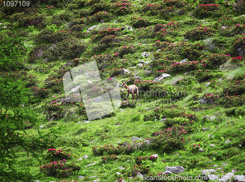 Image of wild chamois