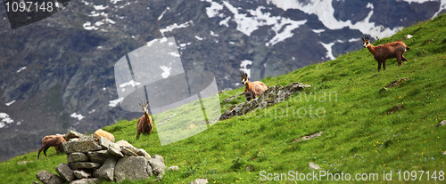 Image of wild chamois on alps