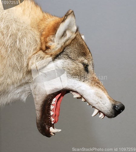 Image of wolf