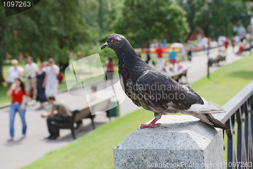 Image of pigeon