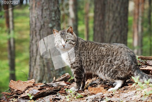 Image of wild cat