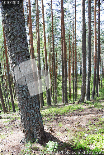 Image of pine wood