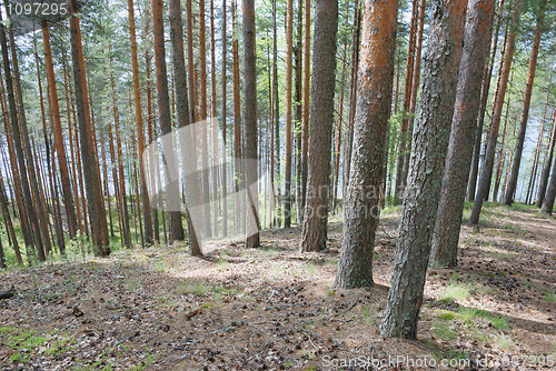 Image of pine wood