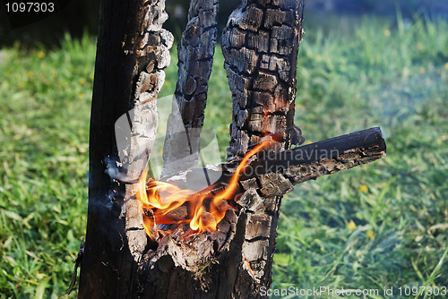 Image of smouldering trunk