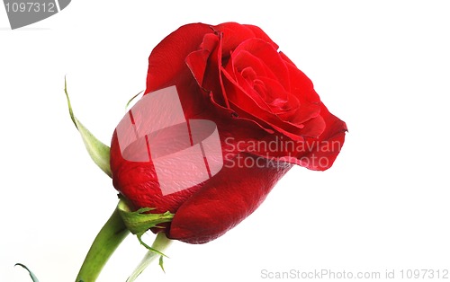 Image of rose