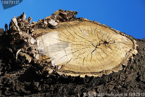 Image of wooden circle