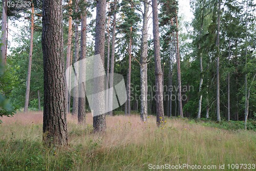 Image of pine forest