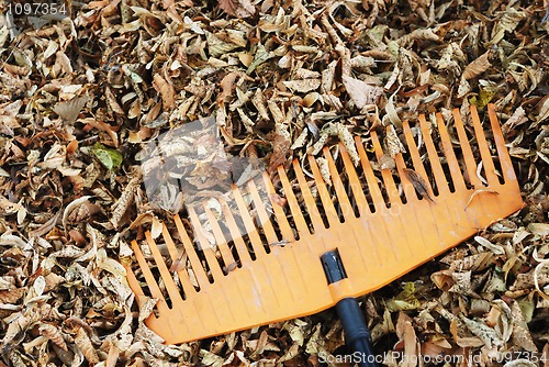 Image of rake and dry leaves
