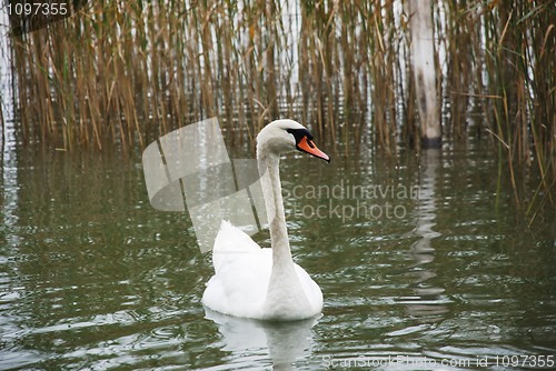 Image of swan