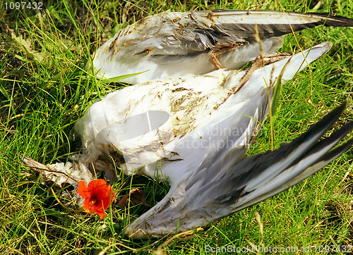 Image of dead bird