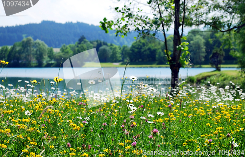 Image of spring meadow