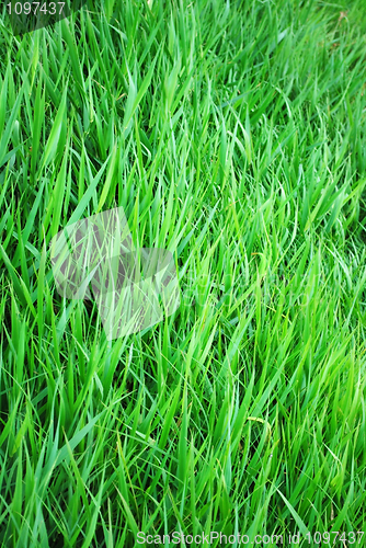 Image of grass background