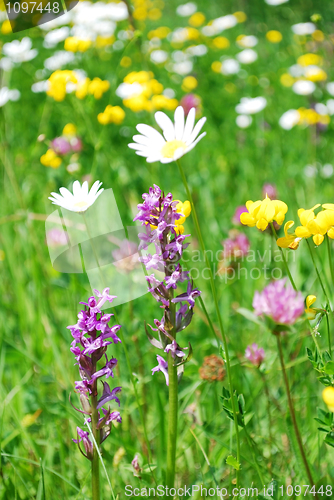 Image of mountain meadow