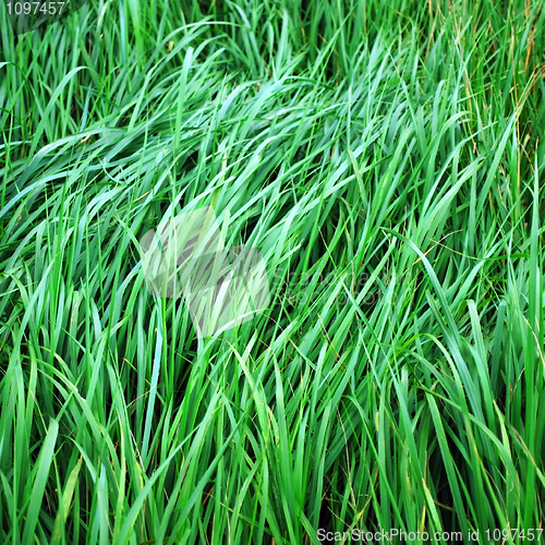 Image of green grass blades