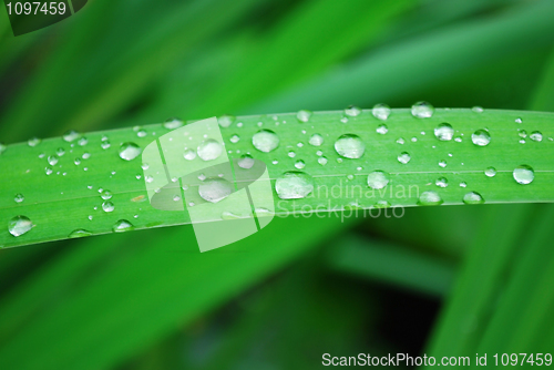 Image of water drops