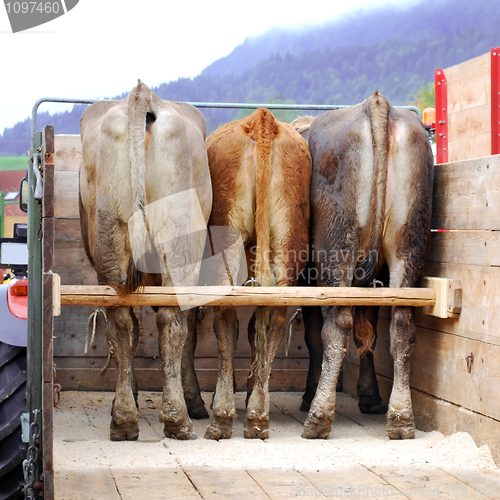 Image of cows