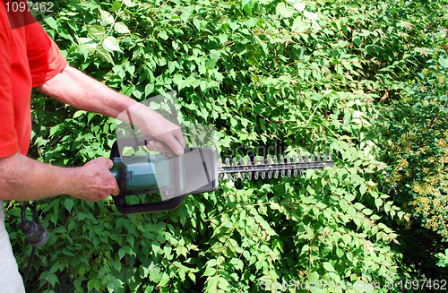 Image of man with hedge trimmer