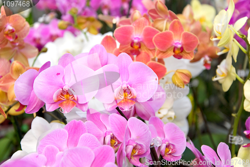 Image of orchids