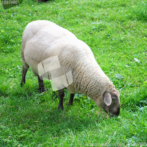 Image of sheep