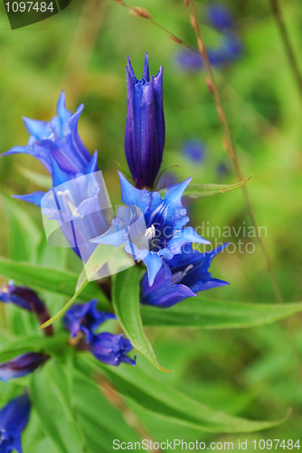 Image of blue gentian