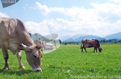 Image of cows on field