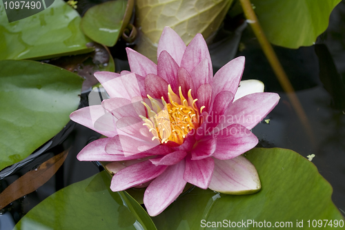 Image of water lily