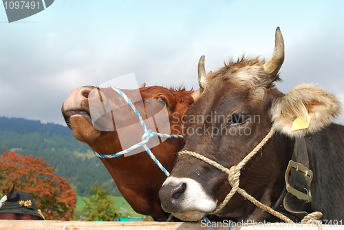 Image of two cows