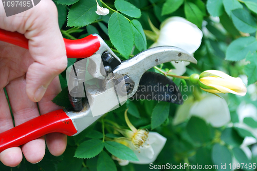 Image of gardening