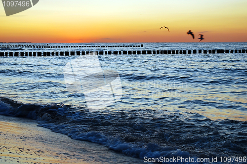 Image of seagulls sunset