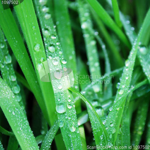 Image of water drops