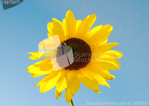 Image of sunflower bumblebee