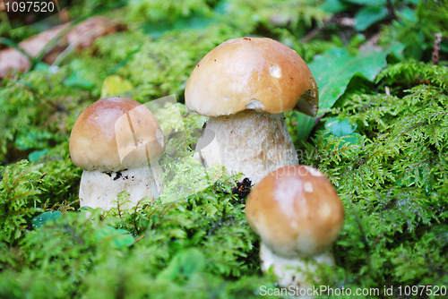 Image of king bolete mushroom