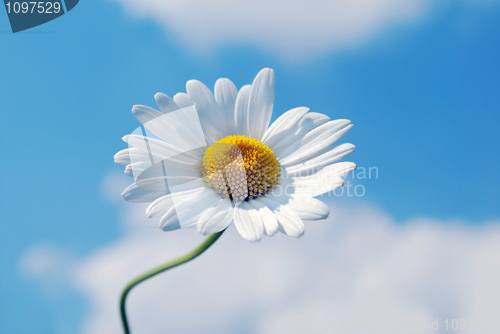 Image of marguerite flower