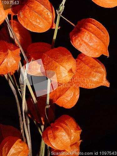 Image of Physalis