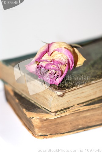 Image of rose on book