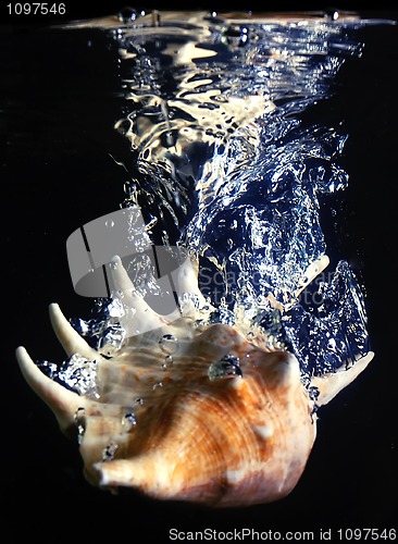 Image of shell splash